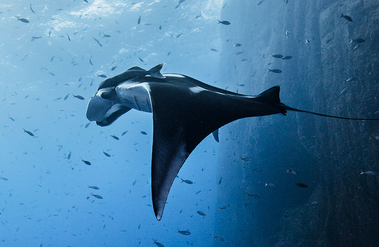 manta