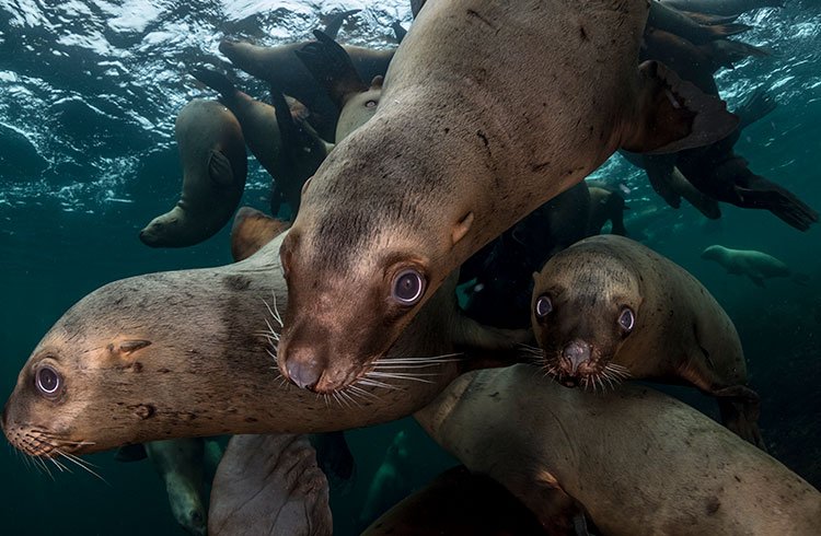 SEALION-GALAPAGOS