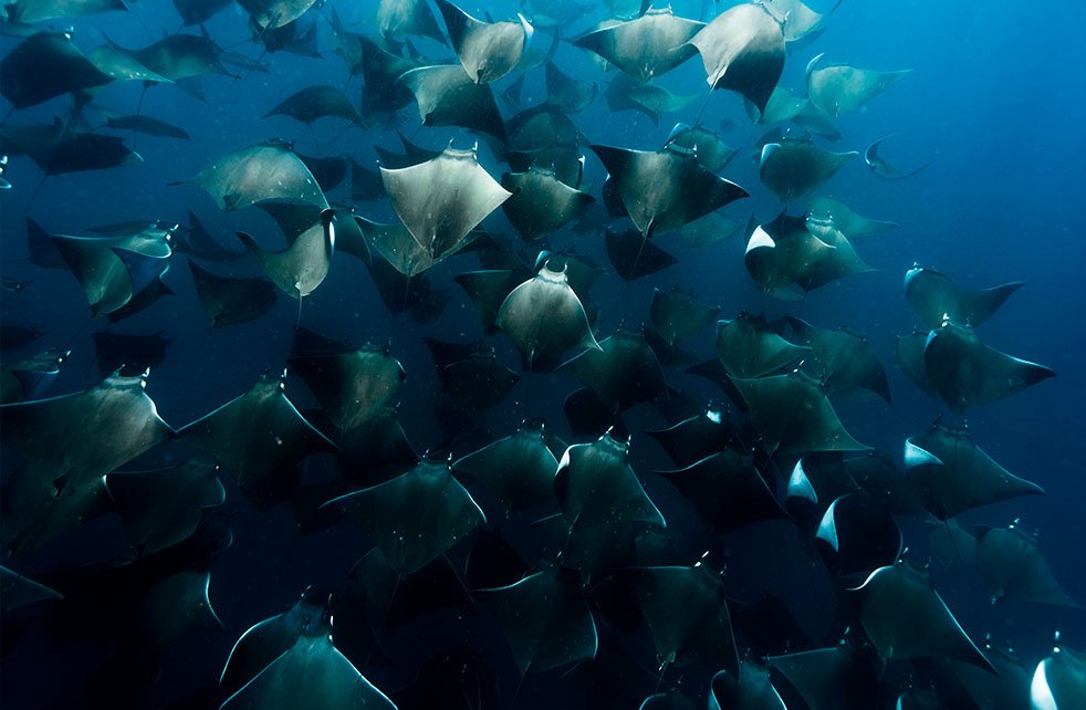 baja-california-buceo-mobulas